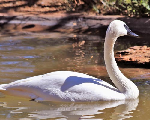 trumpeter-swan