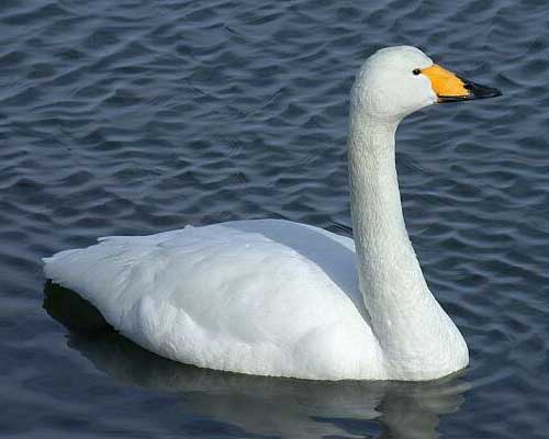 whooper-swan